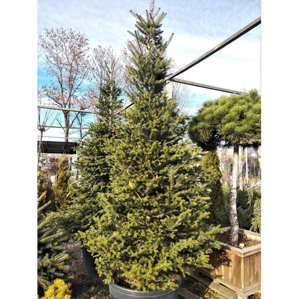 Ялиця корейська, H2.5 - 3.0 м