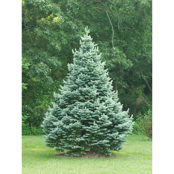 Ялиця lasiocarpa Compacta, С10