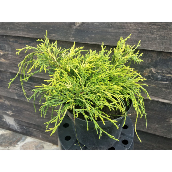 Кипарисовик горіхоплідний Sungold, C7,5