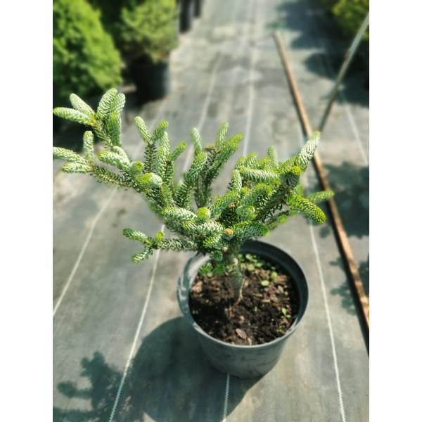 Ялиця корейська Silberlocke, 5л