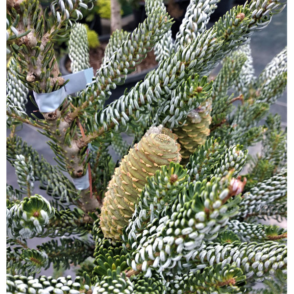 Ялиця корейська Silberlocke, H1.0 м