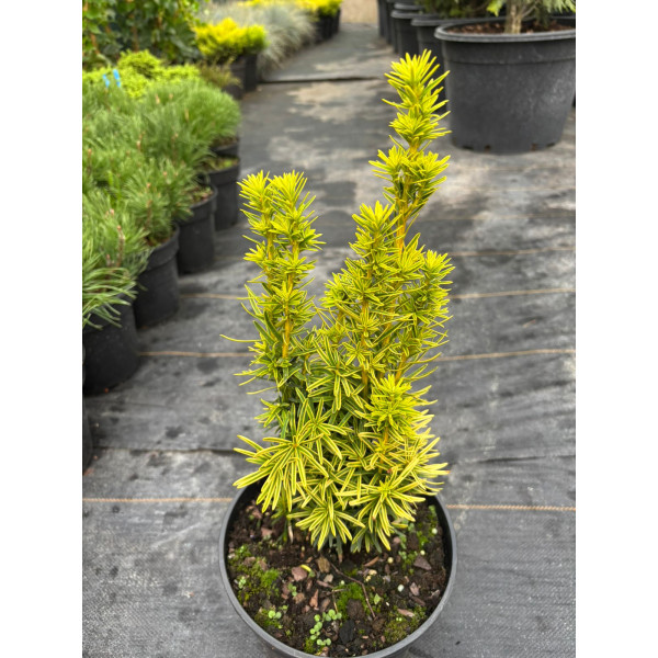 Тис ягідний David С3