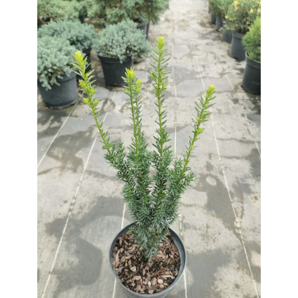 Тис середній Hillii 40-50 см