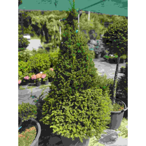 Тис форма Конус (топіар) 1.4 м