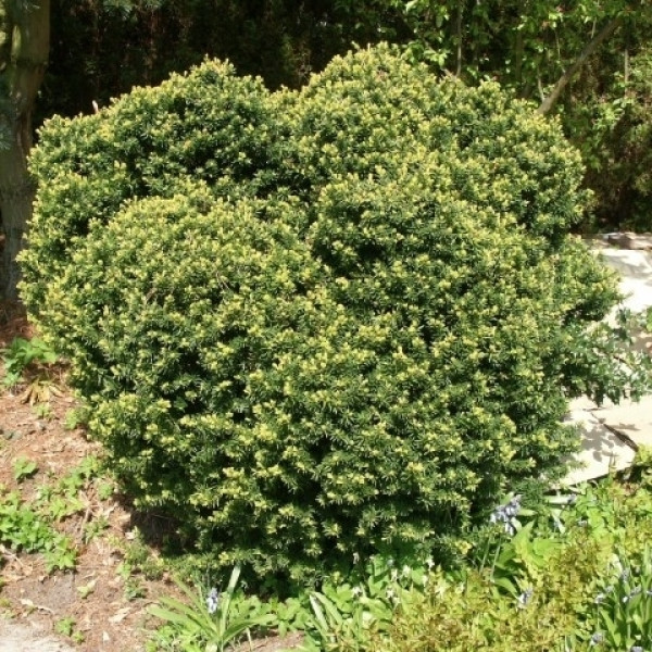 Тис гострокінцевий Nana, С10