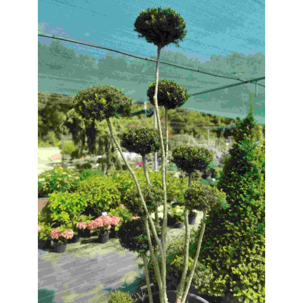 Тис форма Пом Пом (топіар) 1.8 м