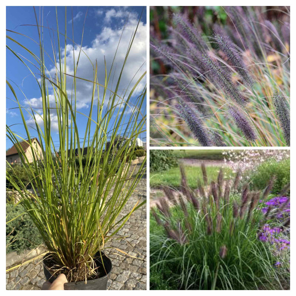 Пеннісетум лисохвостий Viridescens 3л