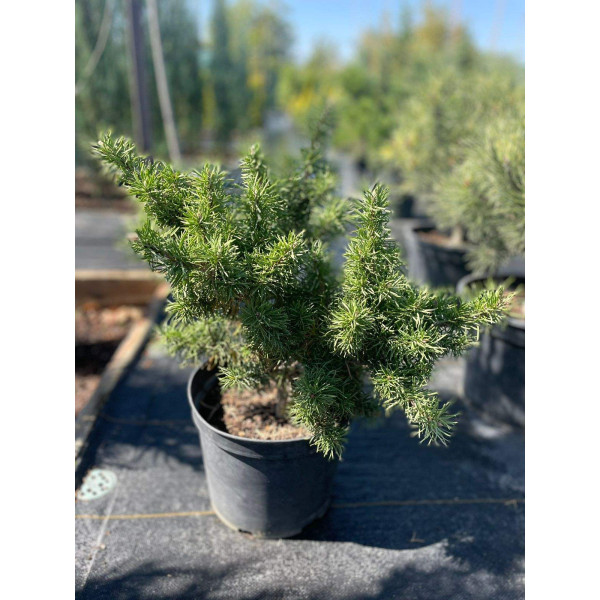 Сосна Banska Stiavnica, С10