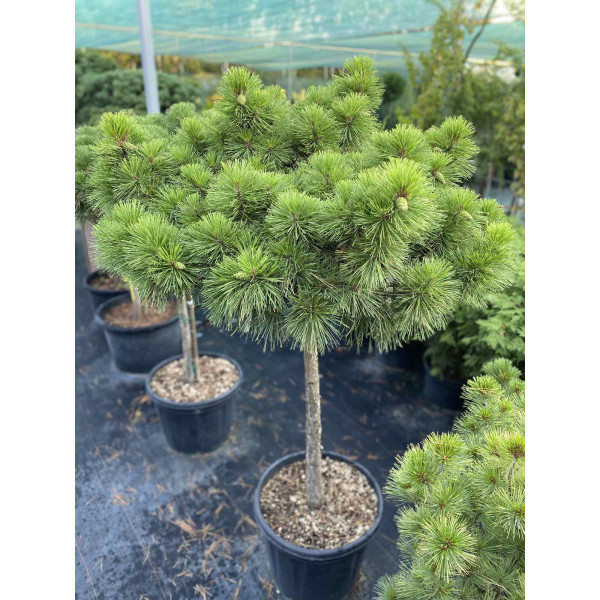 Сосна nigra Brepo на штамбі