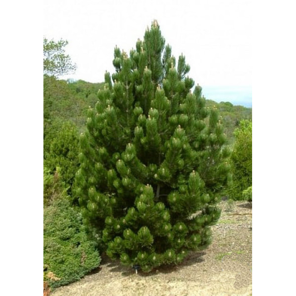 Сосна білокора Green Giant