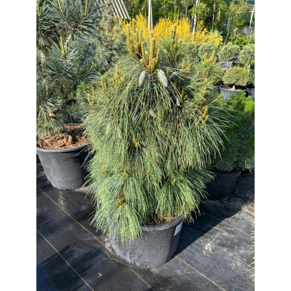 Сосна schwerinii Wiethorst, 70-80 см