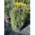 Сосна schwerinii Wiethorst, 70-80 см Сосна schwerinii Wiethorst, 70-80 см