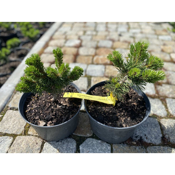 Сосна mugo Jakobsen, С10