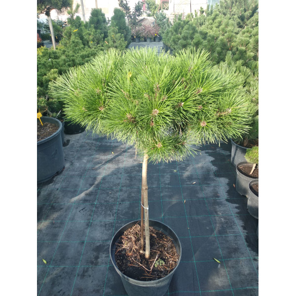 Сосна Low Glow на штамбі 