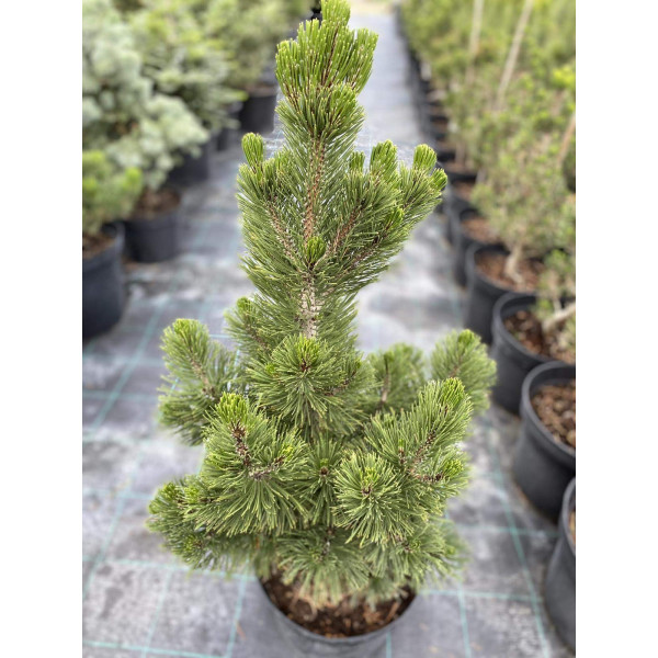 Сосна білокора Malinki 90-100 см