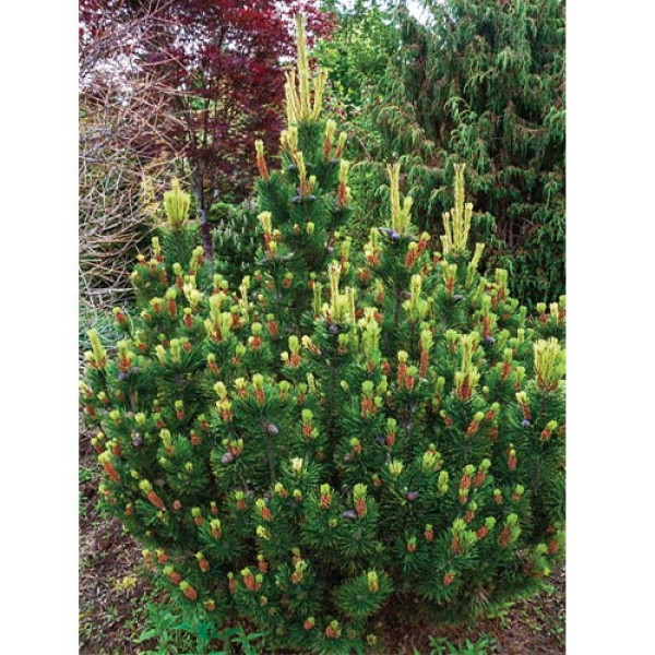 Сосна гірська Pal Maleter, 1 м