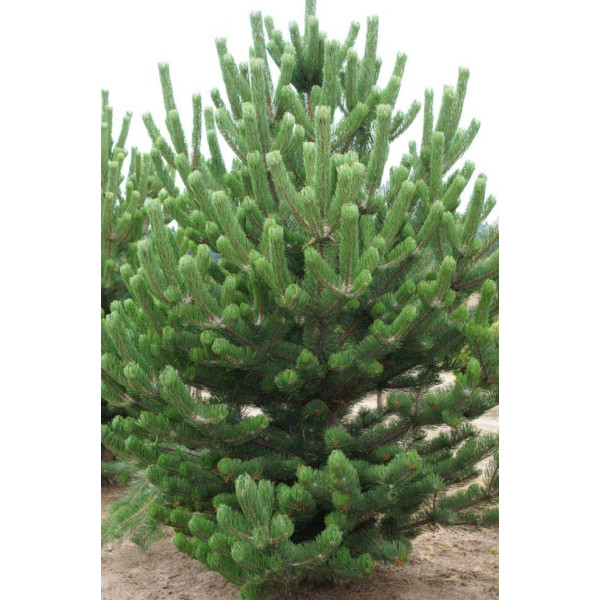 Сосна Oregon Green  Extra 2м