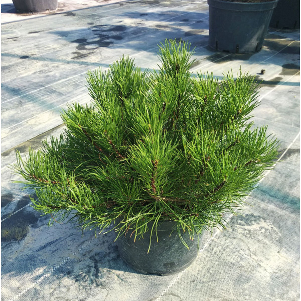 Сосна гірська Pumilio, С10