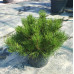Сосна гірська Pumilio, С10 Сосна гірська Pumilio, С10