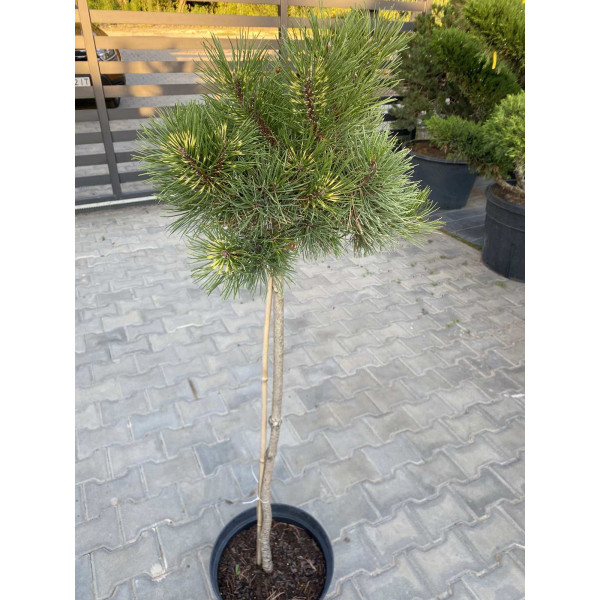 Сосна mugo Sunshine, штамб