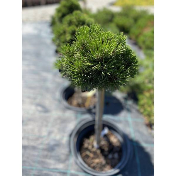 Сосна боснійская Schmidtii, штамб