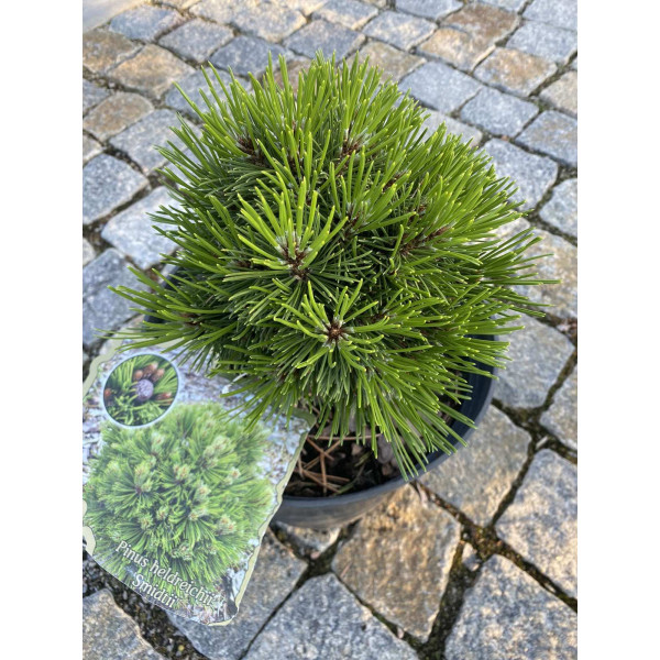 Сосна боснійская Schmidtii, С10