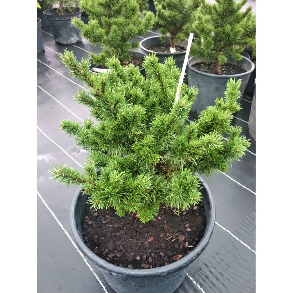 Сосна Banska Stiavnica, С20