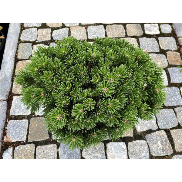 Сосна mugo Benjamin, 50-60 см