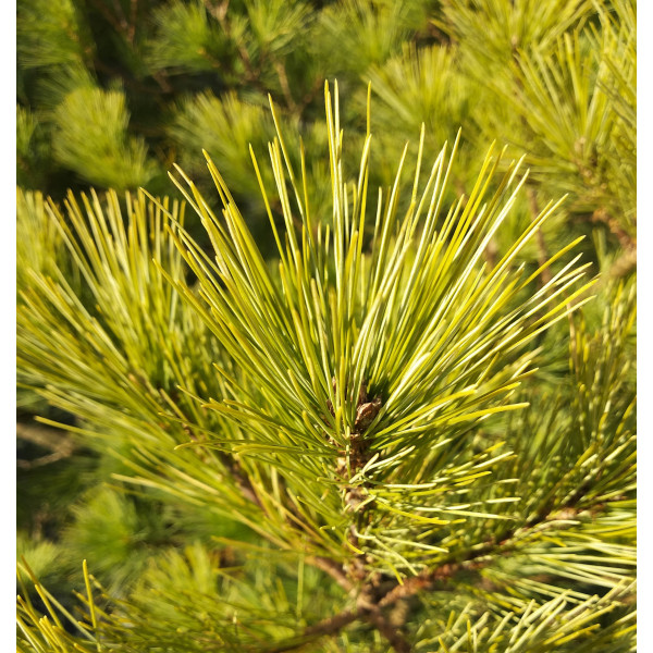 Сосна веймутова Radiata, Н1.4м