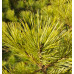 Сосна веймутова Radiata, Н1.4м Сосна веймутова Radiata, Н1.4м