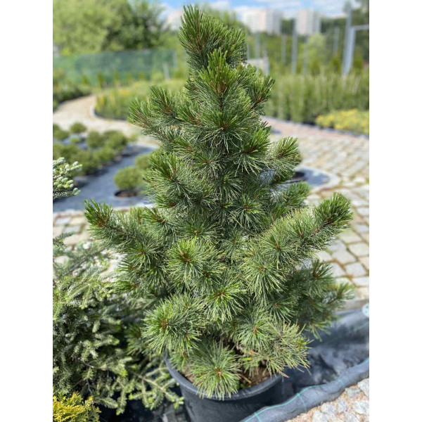 Сосна кедрова, H0.9 м