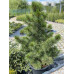 Сосна кедрова, H0.9 м Сосна кедрова, H0.9 м