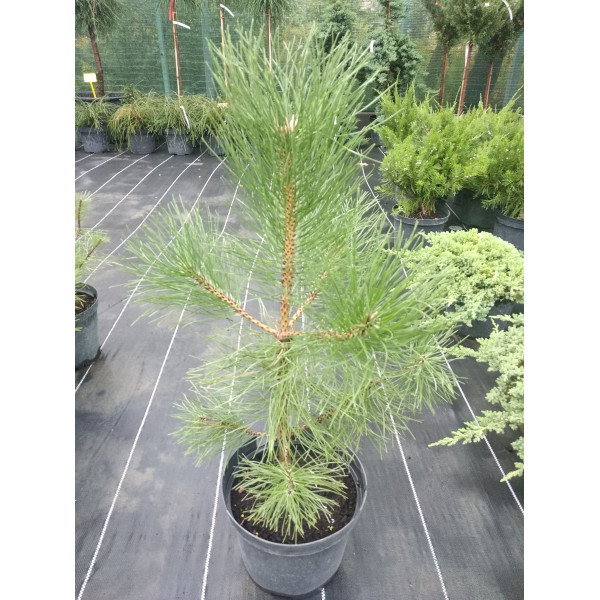 Сосна nigra Nigra, H0.3-0.4 м