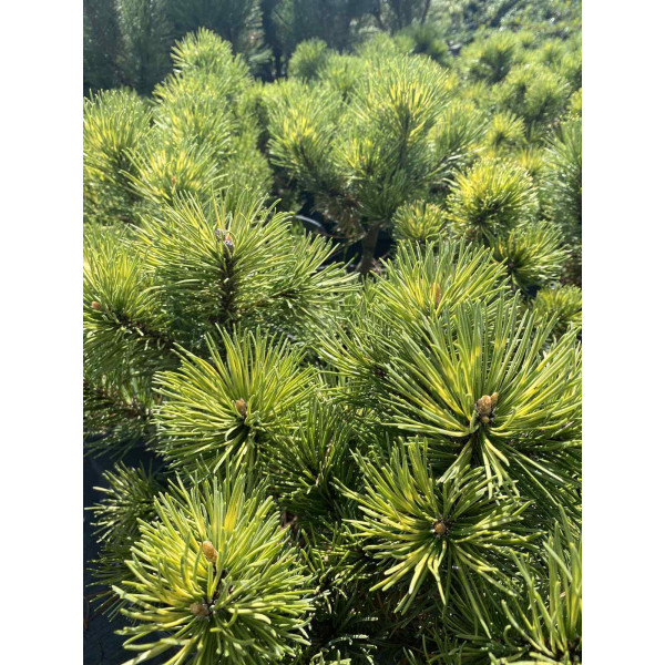 Сосна mugo Sunshine, D 0.3-0.5 м