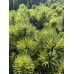 Сосна mugo Sunshine, D 0.3-0.5 м Сосна mugo Sunshine, D 0.3-0.5 м