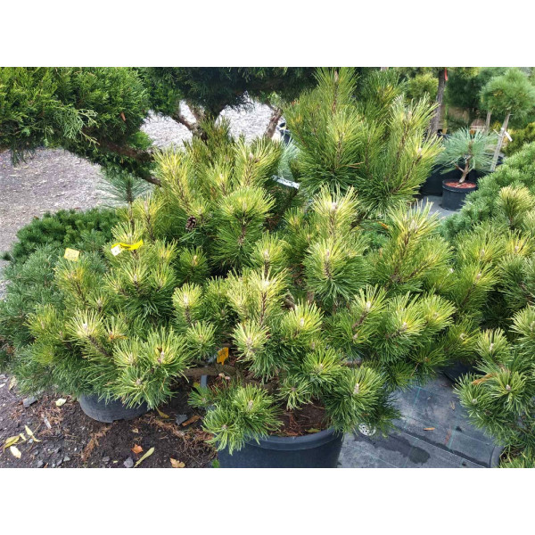 Сосна mugo Sunshine, D 0.8-0.9 м