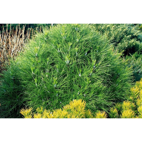 Сосна nigra Spielberg, C60