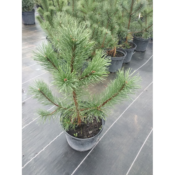 Сосна mugo Uncinata, H0.4-0.6 м