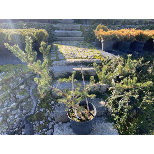 Сосна banksiana Uncle Foggy