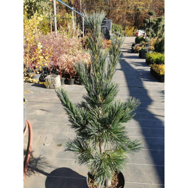 Сосна Vanderwolf`s Pyramid 1 м