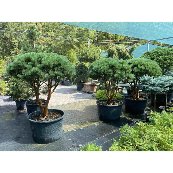 Сосна sylvestris Watereri, мультиштамб (форма зонт)