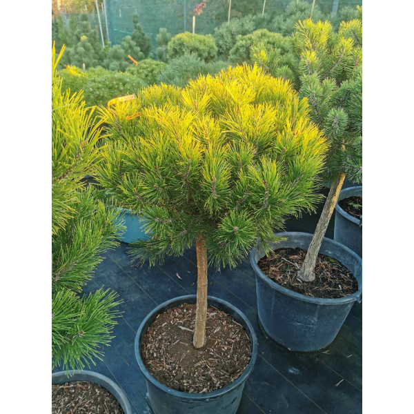 Сосна mugo WinterGold Штамб 