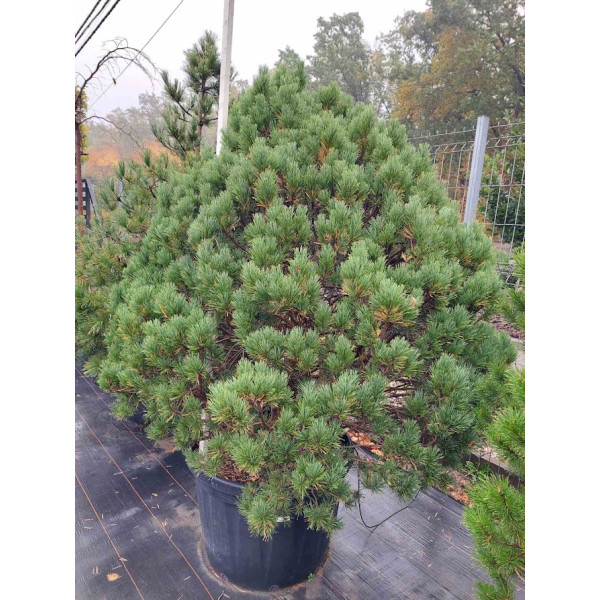 Сосна sylvestris Watereri, 1.6 м