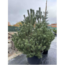 Сосна sylvestris Watereri, 2 м Сосна sylvestris Watereri, 2 м