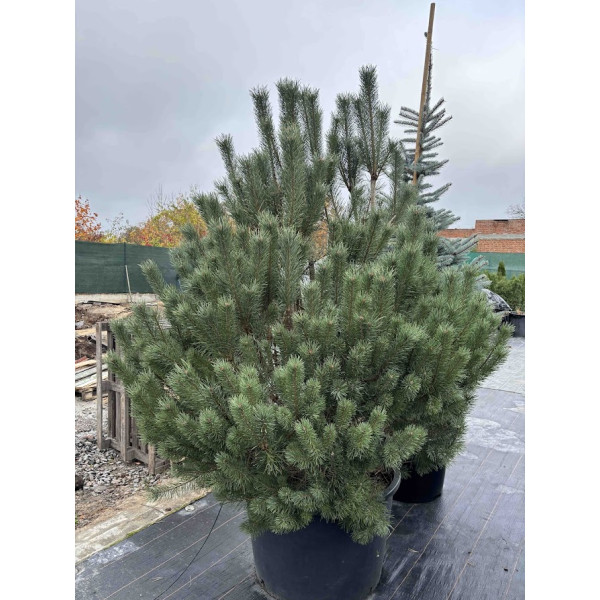 Сосна sylvestris Watereri, 2 м