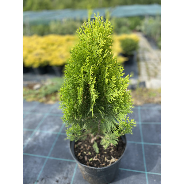 Туя восточная Aurea Nana, С15