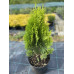 Туя східна Aurea Nana, С15