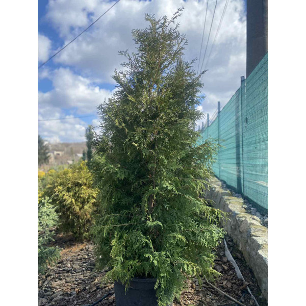 Туя західна Brabant 1.8 -2 м