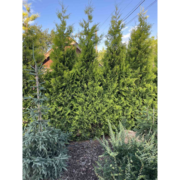 Туя Gold Brabant 3.5 +м