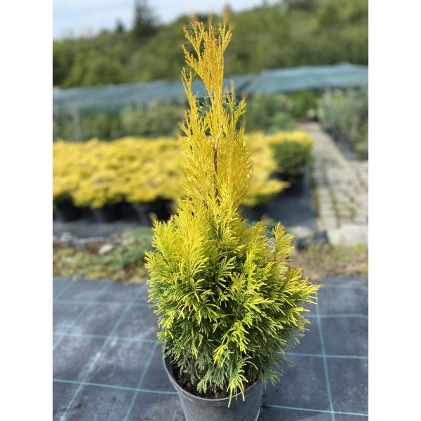 Туя Forever Gold, С15